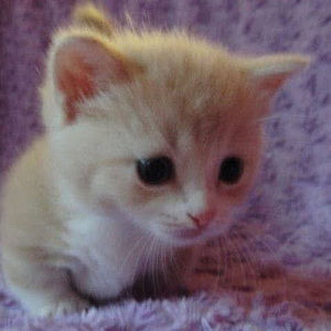 Meet your Posher, Caitlin